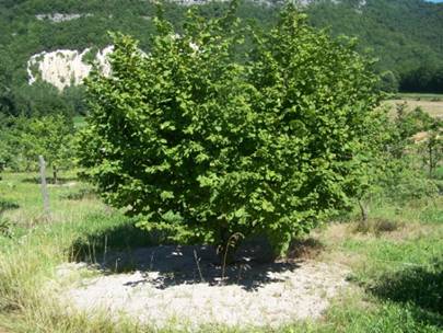 Corylus avellana (Noisetier)