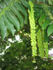 pterocarya